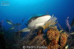 Caribbean Reef Shark, Magnificent but misunderstood by Pedro Padilla 